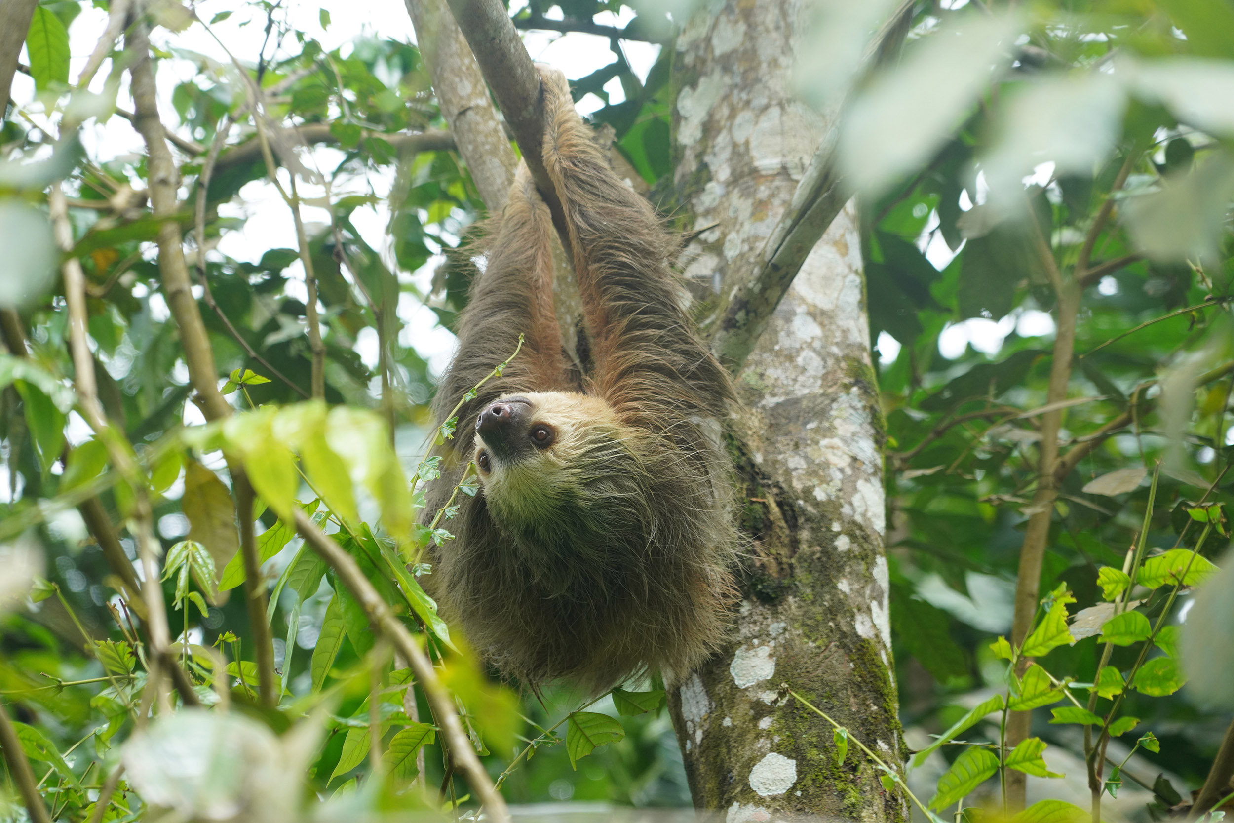 Costa Rica - Février 2025